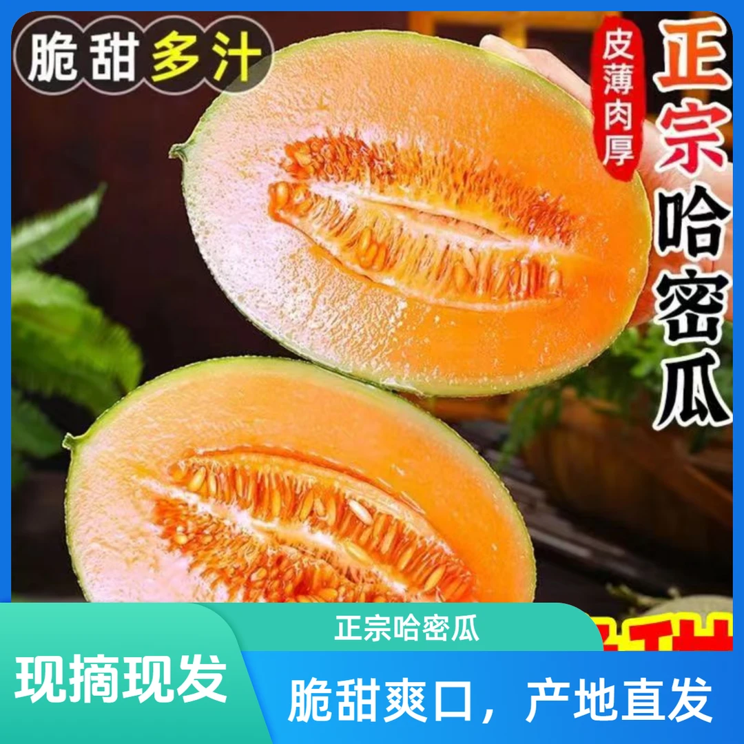 果香甘肃民勤沙漠哈密瓜西州蜜25号甜蜜多汁新鲜水果甜瓜批发脆甜