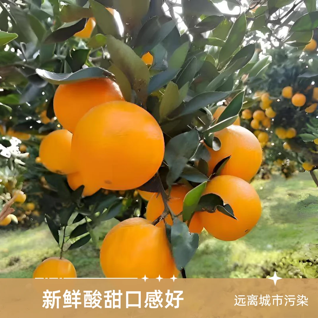 树上现摘湖北秭归夏橙新鲜水果种植应季采摘整箱批发酸甜爆汁橙味