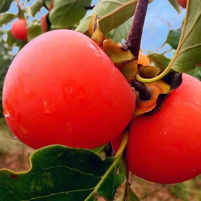柿子树苗无籽无核脆甜柿子苗耐寒盆栽地栽南方北方种植