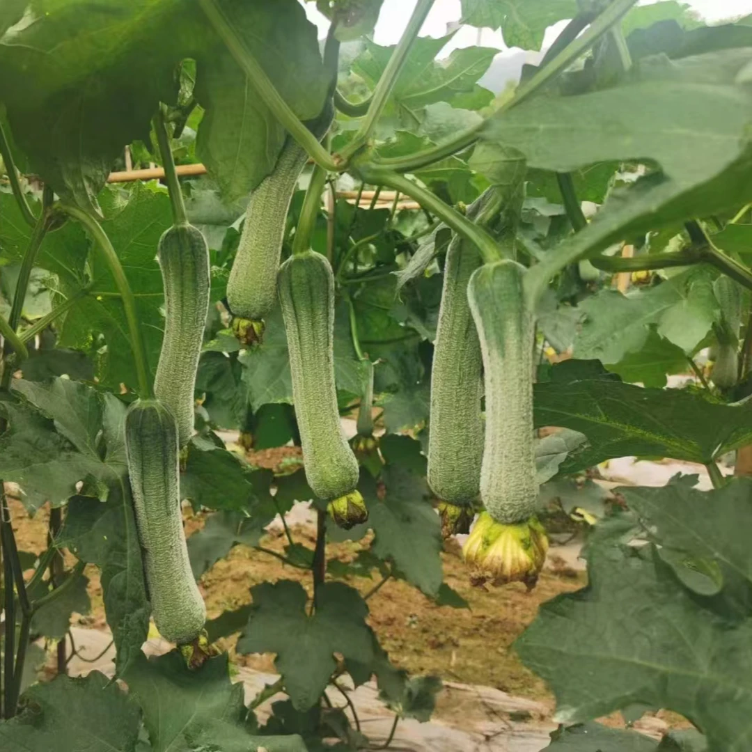 川塔皱皮 丝瓜种子 专用链接  阳台露台大棚可种