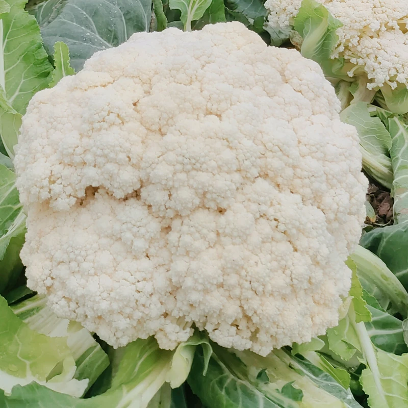 川塔松花90天花菜种 中晚熟 淡绿茎 花粒小 抗病强6月20日可播种