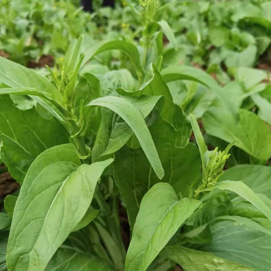 川塔各类菜苔种子合集万紫千红 擎天一柱 小叶靓洪 川苔一号量高