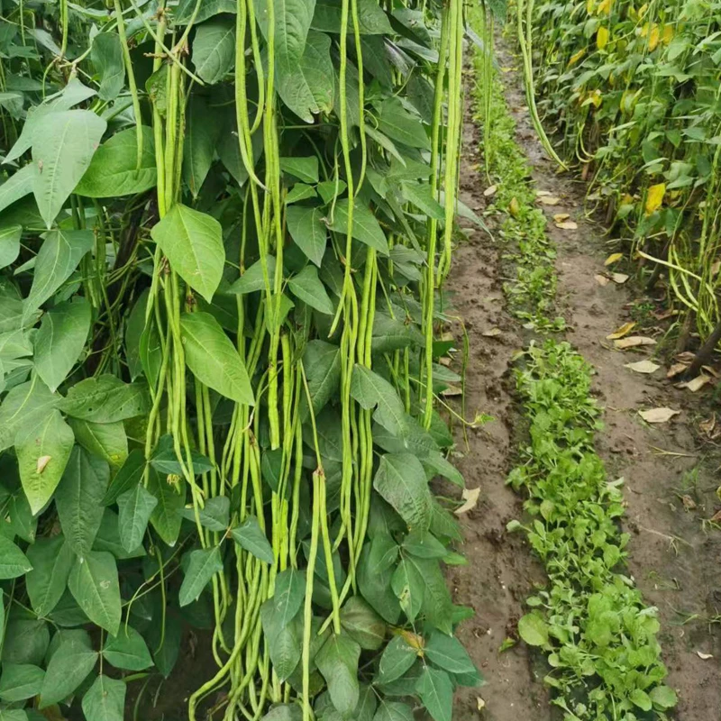 川塔碧绿青翠抗病豇豆种子青条肉厚不鼓籽荚长90产量高适应性强