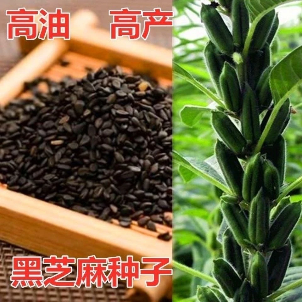 无品牌黑芝麻种子 单杆（弱分枝）  四棱黑芝麻   籽黑光亮