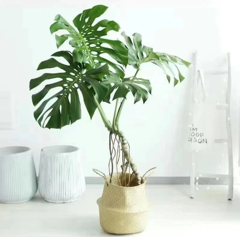 【花农老张】龟背竹老桩大型绿植盆栽办公室客厅室内清新空气植物