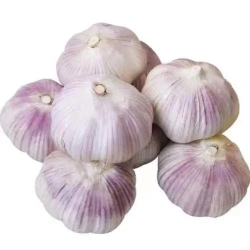 大蒜约480g