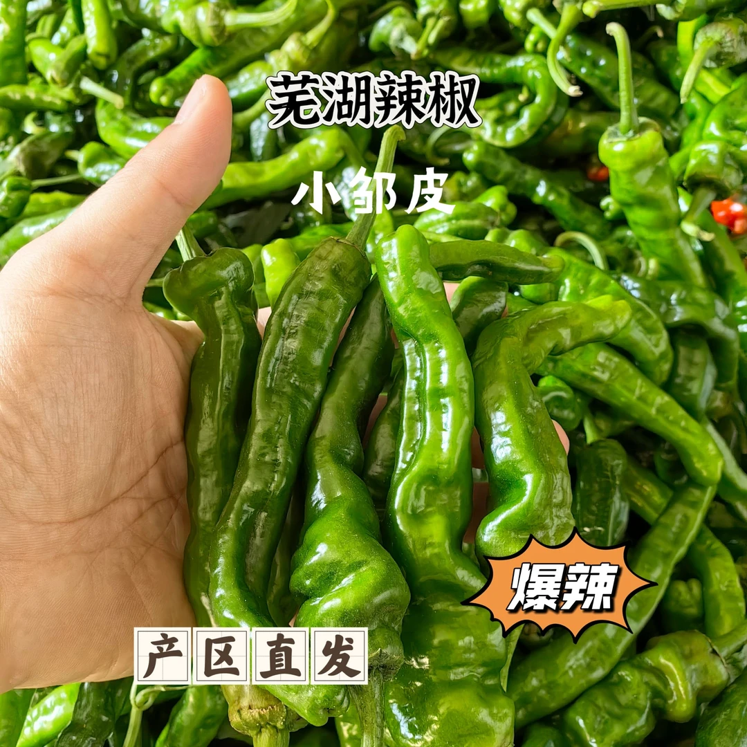【小皱皮】芜湖现采小皱皮青椒小辣很辣偏辣芜湖辣椒脆嫩皮薄味足