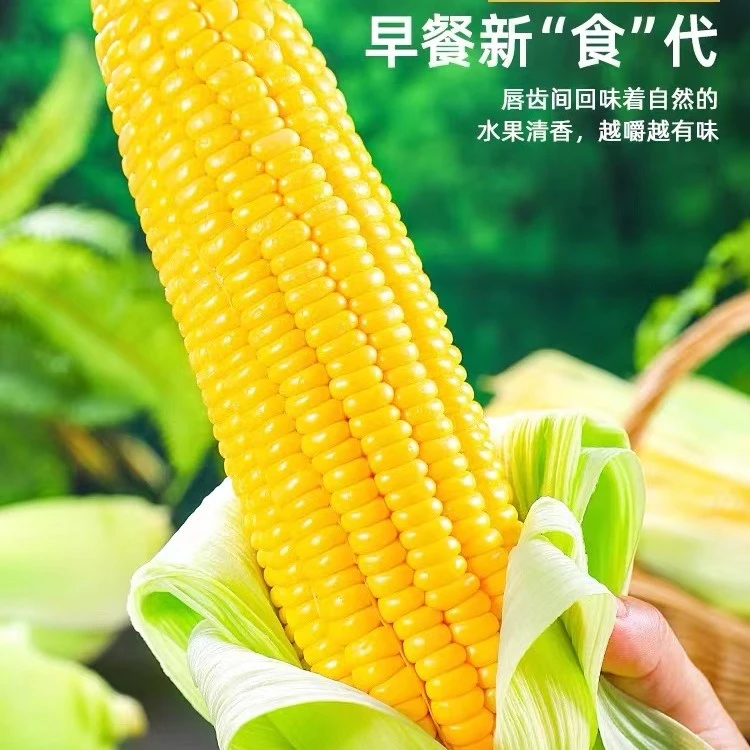 【精选水果甜玉米】水果玉米早餐榨汁嫩玉米脆甜可口脆嫩