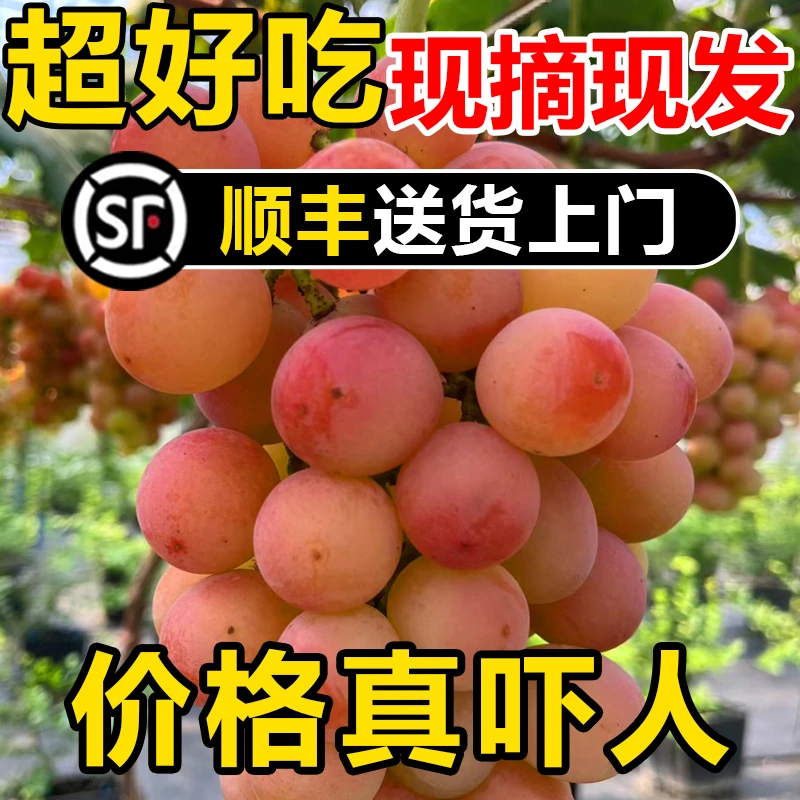妮娜皇后葡萄红宝石提子礼盒包邮带酒香花香葡萄