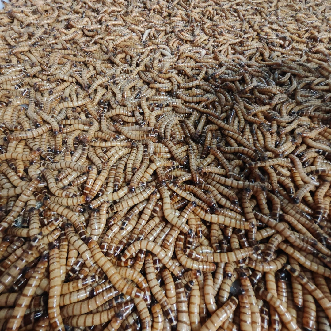 「超萌好物」5厘米左右大麦虫鱼类鸟类龟类鼠类虫子饲料