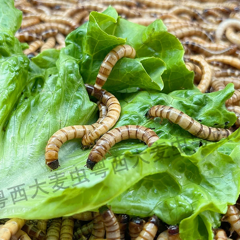 新鲜大麦虫活体宠物饲料适合鱼鸟龟鼠营养蛋白虫