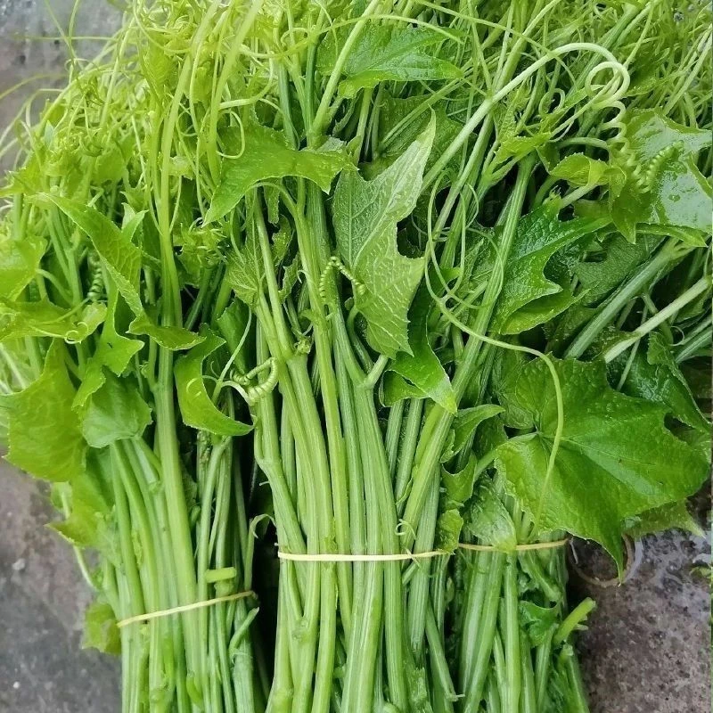 贵州 洋瓜尖农家自种食用瓜尖蔬菜龙须菜佛手瓜苗丝瓜尖蔬菜种子