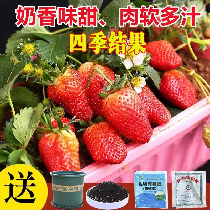草莓种子四季易活家种室内外蔬菜水果盆栽好养易活水果种子孑高产