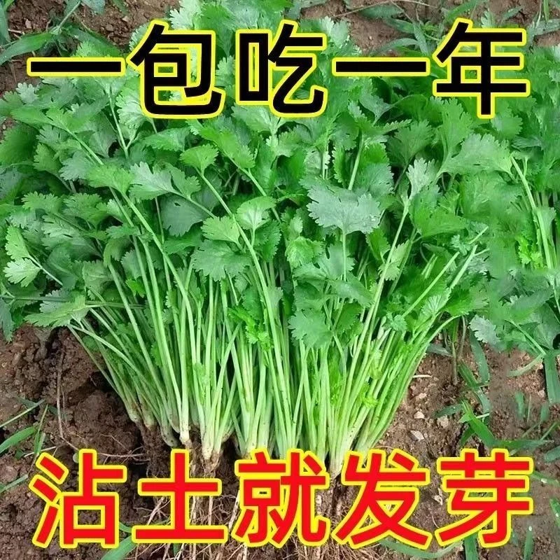 四季香菜子大叶香菜阳台宿舍芫荽香菜新鲜菜籽菜春季蔬菜种子大全