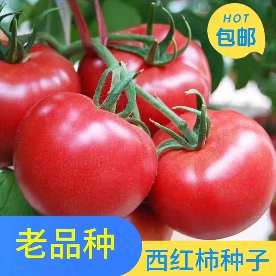 白果强丰西红柿种籽沙瓤番茄种子田园阳台可食用盆栽易种种子大全