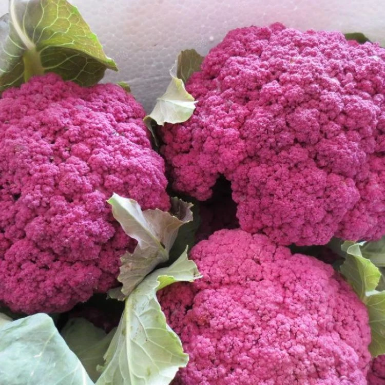 紫金花紫色花椰菜种子 紫荆花 彩包蔬菜花菜菜花种子 阳台盆栽