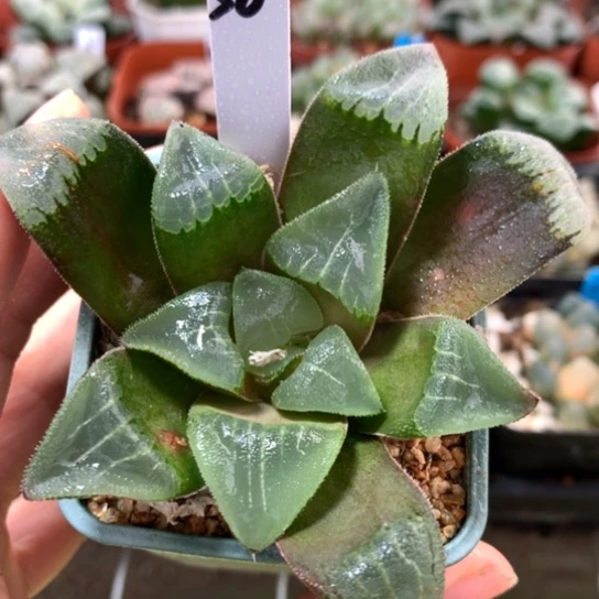 30号实生寿带根带图