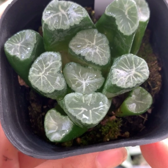 480号稻妻万象带盆带土