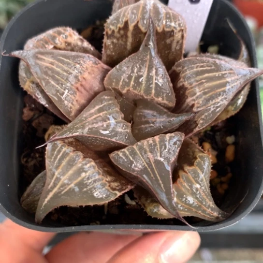 58号pinky寿带盆带土发货