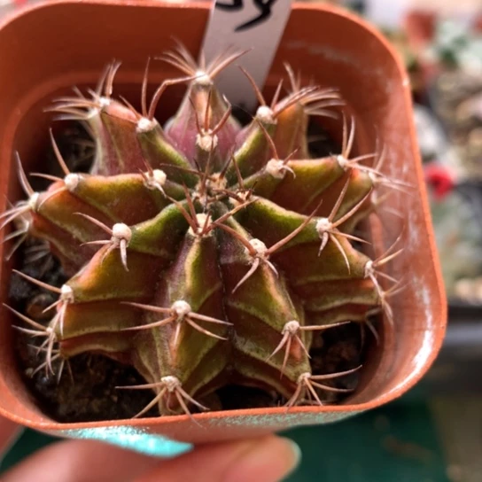 59号米哈带盆带土发货