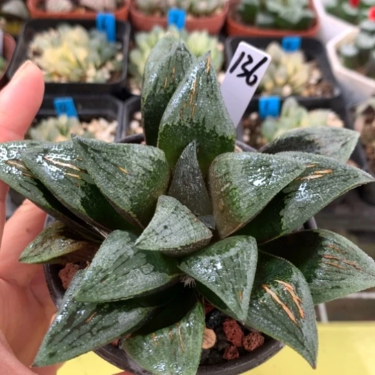 136号寿带盆带土发货