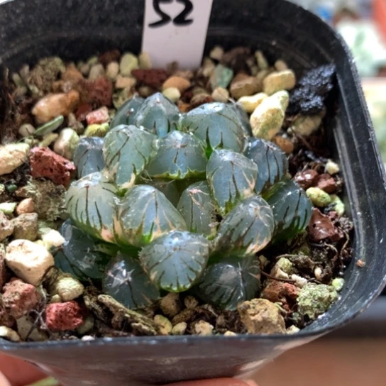 52号玉露锦带盆带土