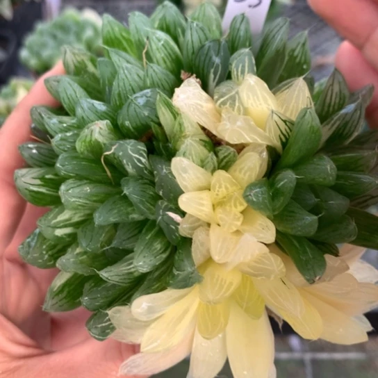 55号群生花火玉露锦带盆