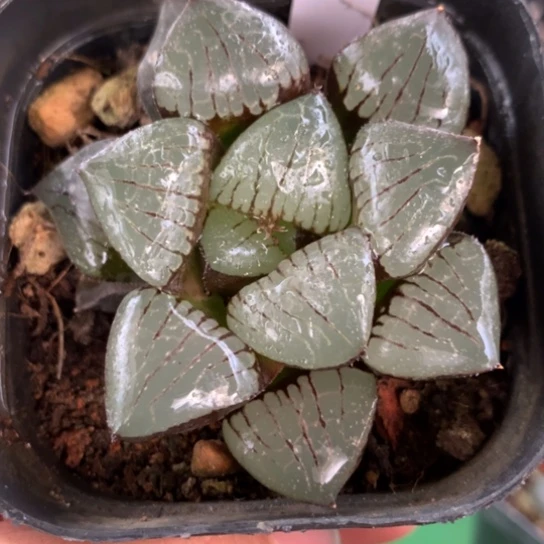 273号日月潭寿带盆带土