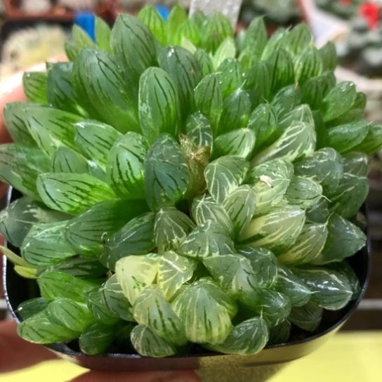 131号群生花火玉露锦带盆带土