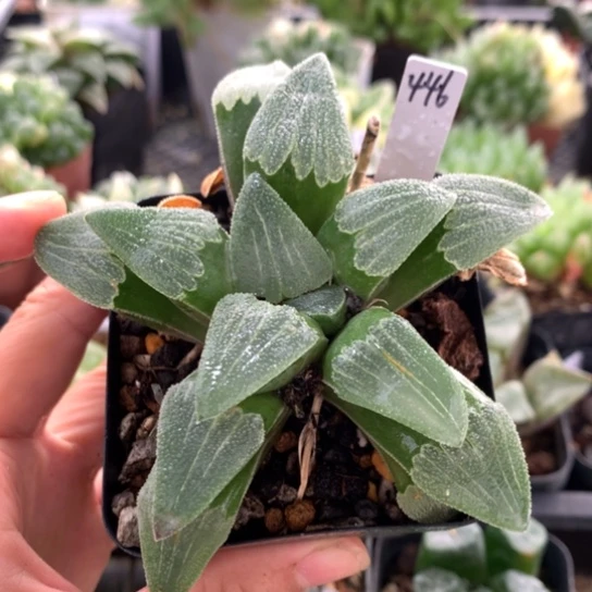 446号柳叶蓝光寿带盆带土