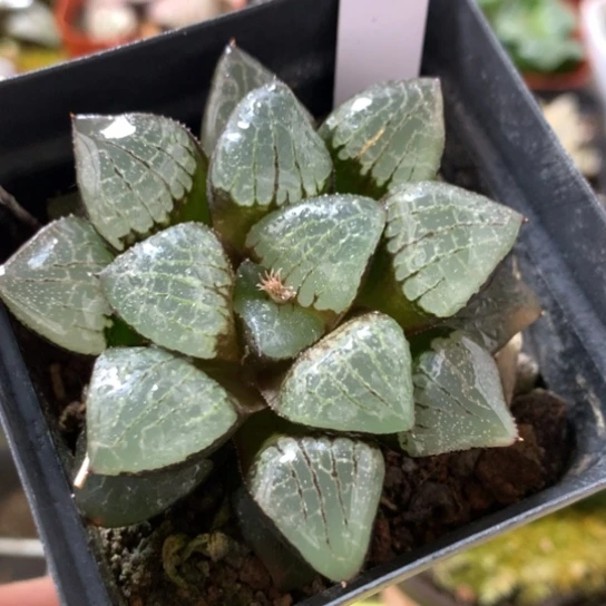 22号日月潭寿带盆带土