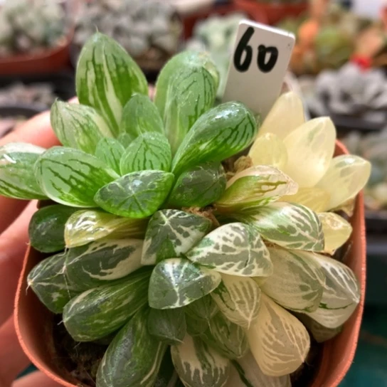 60号苏州玉露锦带盆带土