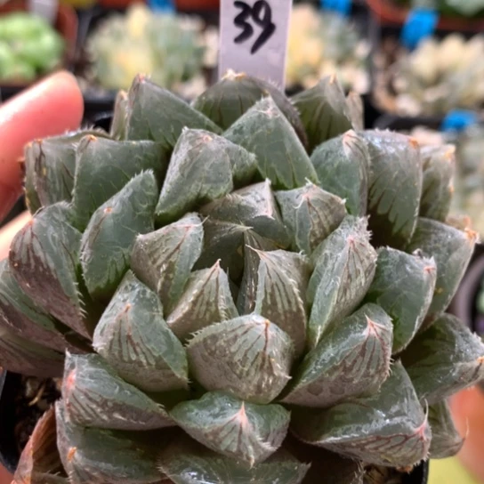 39号实生玉露带盆带土