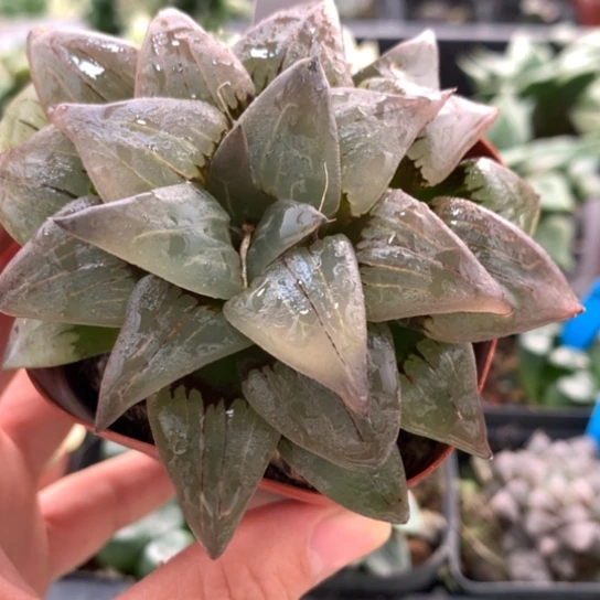 106号红纹寿带盆带土发货