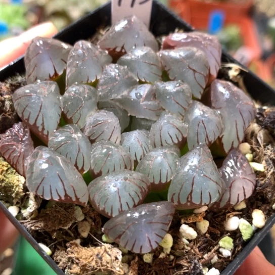 195号潘氏冰灯带盆带土