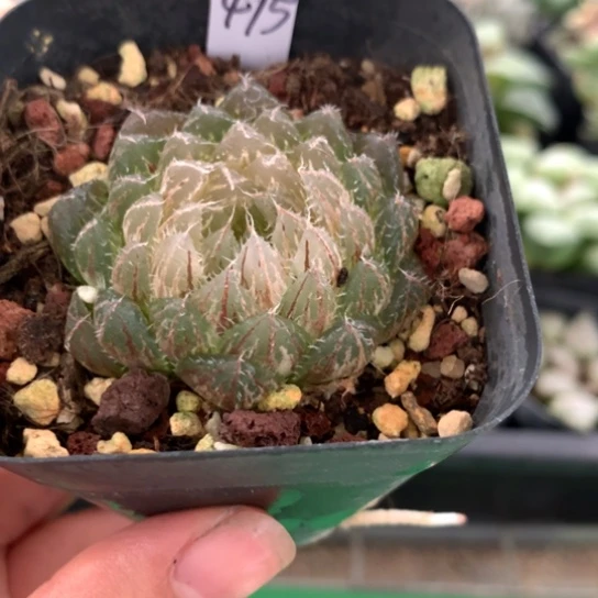 475号翠云玉露锦带盆带土