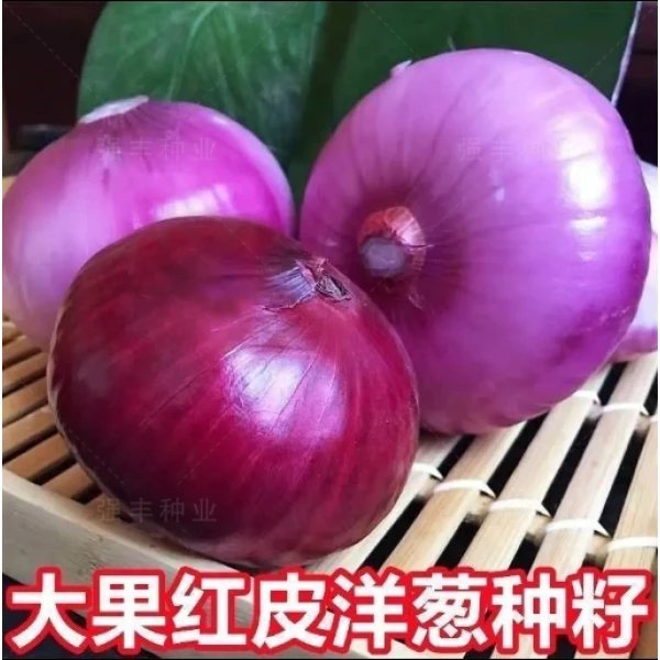 红皮洋葱种子紫皮甜阳台家庭蔬菜种子种植葱头耐寒耐热四季高产