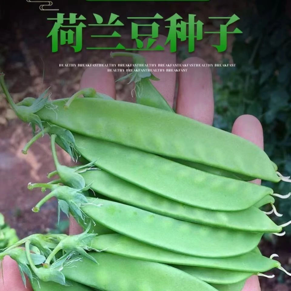 (买二送一)软荚荷兰豆种子春夏秋四季播种大荚菜豆豌豆豆角耐高温