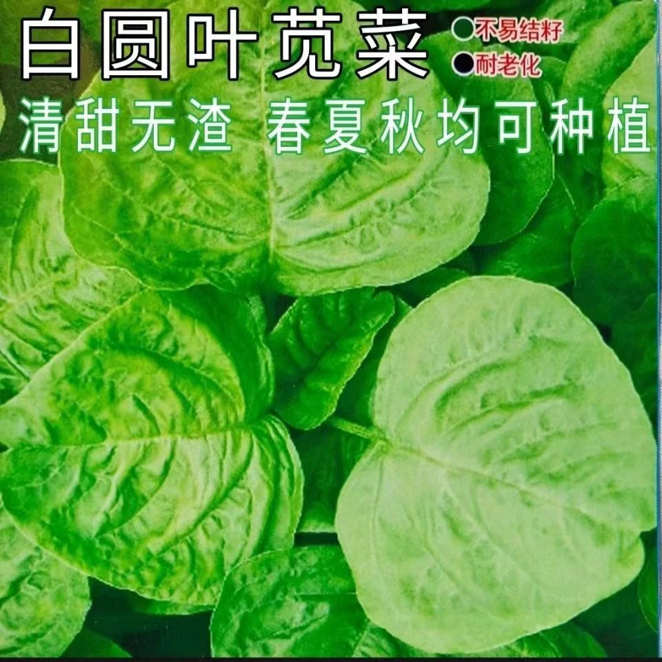 白圆叶苋菜种子籽孑糯米菜抗病高产懒人四季蔬菜青菜种籽阳台庭院
