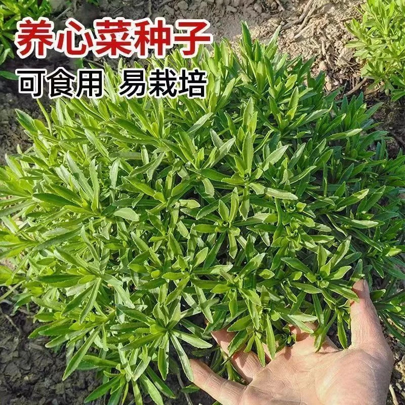 【买二送一】养心菜种子四季种植菜室外可盆栽地栽好吃植物蔬菜籽