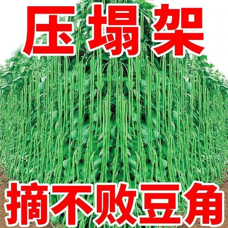 (买二送一)黑眉一号长豆角种子豇豆种子摘不败长豆角种籽春秋种子