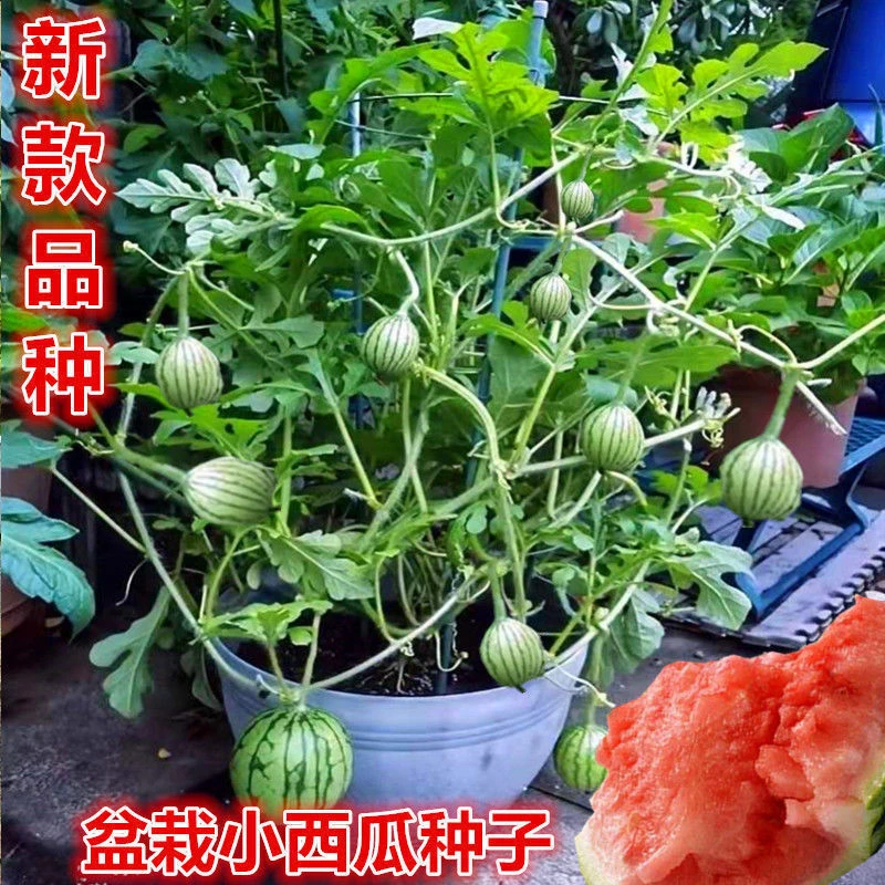 (买二送一)超甜蜂蜜小西瓜种子薄皮小西瓜种籽四季阳台盆栽水果种