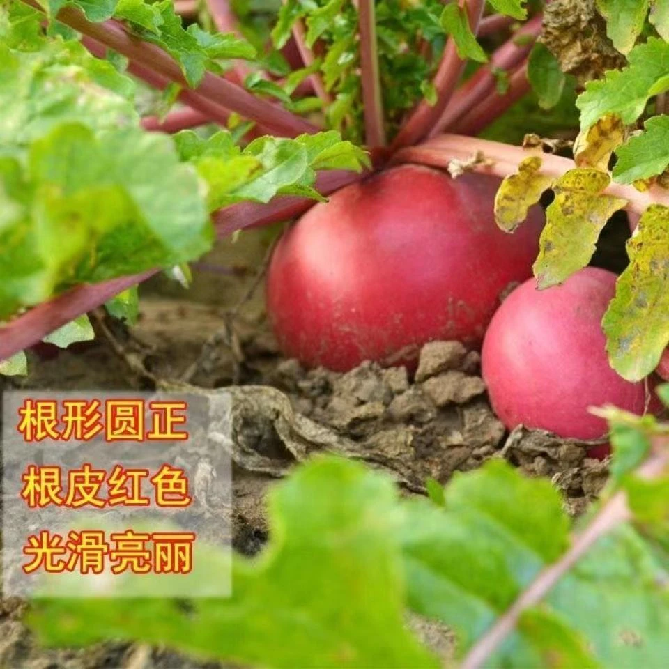 (买二送一)红丰萝卜种子红太阳萝卜种籽秋季红皮春不老萝卜蔬菜种