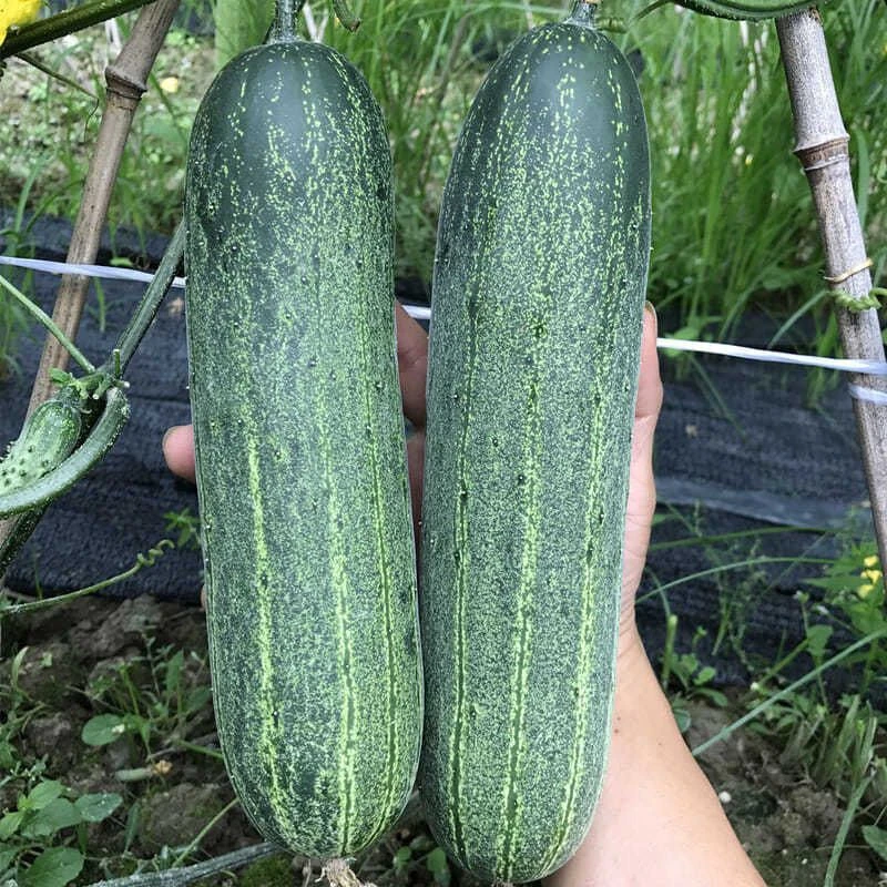 大青吊瓜种子 实惠加量装 蔬菜种子花青大吊瓜油绿大黄瓜