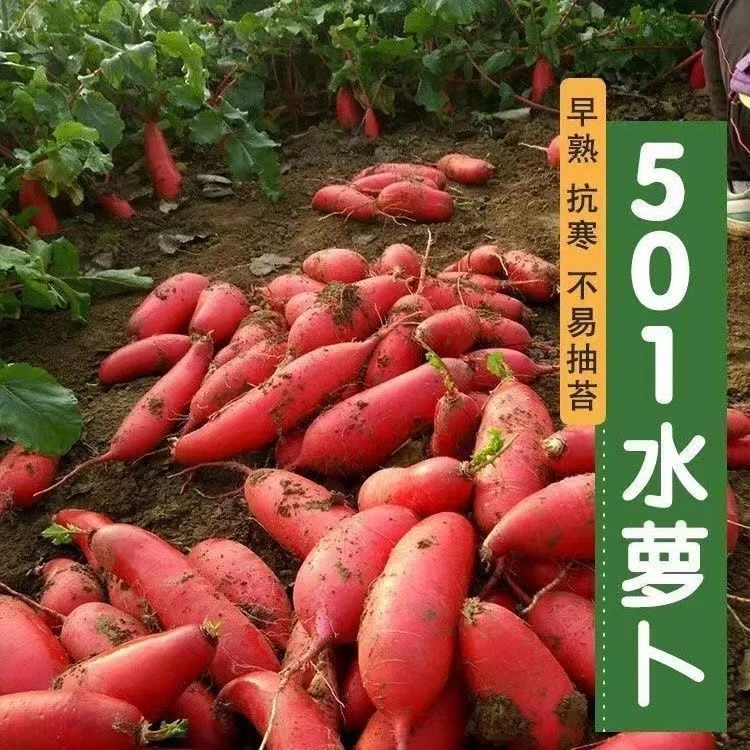501水萝卜种子高产抗病早熟红皮白心水果萝卜易种四季蔬菜种籽