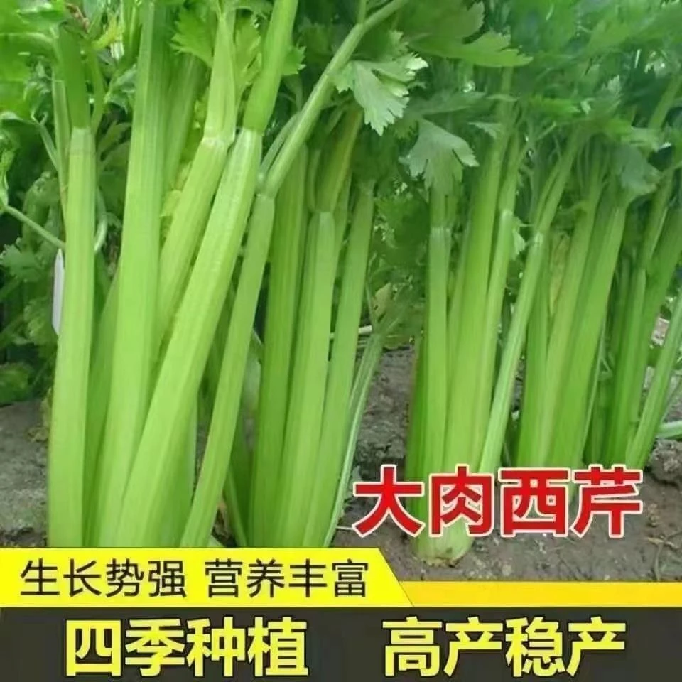 四季大肉西芹种子四季播肉厚脆爽洋芹菜种子高产阳台大棚蔬菜种子