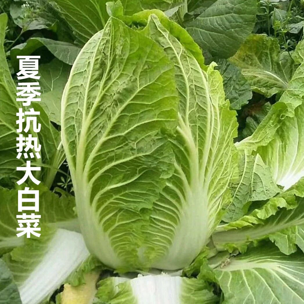 夏阳大白菜种子 夏季越夏抗热50天 早熟蔬菜 阳台种菜四季播孑