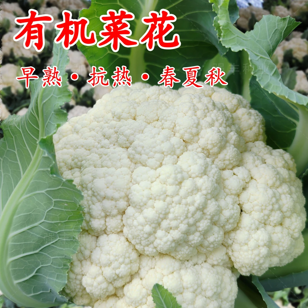 (买二送一)60天花椰菜种子早熟耐热菜花四季小院种植花菜蔬菜种子