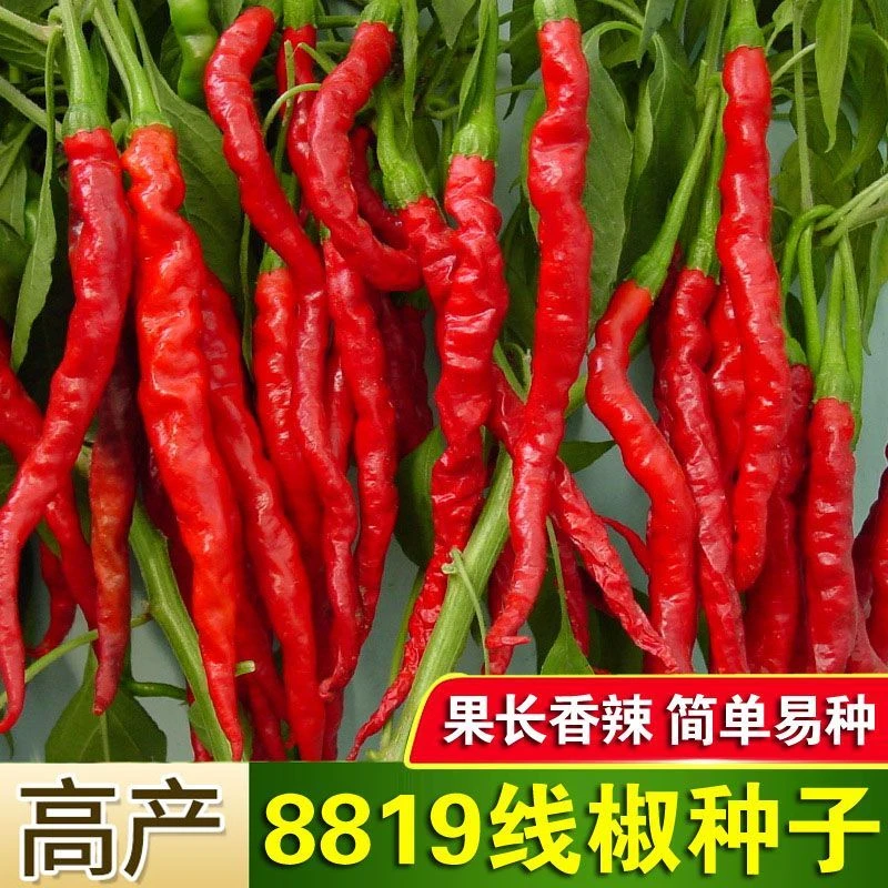 (买二送一)香辣8819线椒种子辣干辣椒皱皮红辣椒高产线椒小院种植