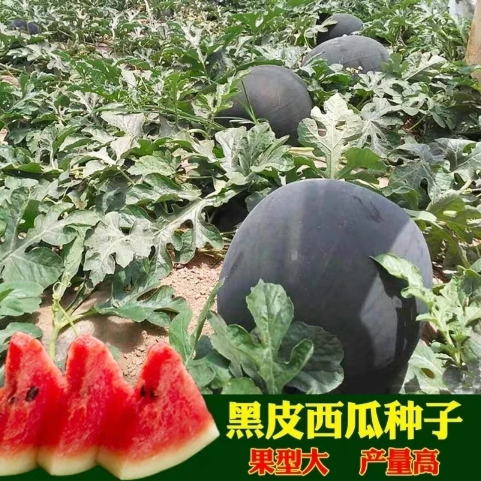 (买二送一)黑皮无籽西瓜种子中熟西瓜种子南方新品种无子黑皮西瓜